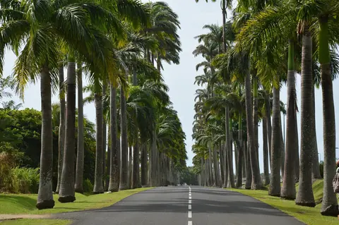 Guadeloupe: guadeloupe, palm, road