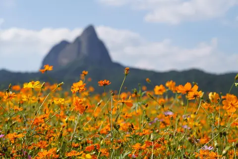 Zuid-Korea: maisan provincial park, wildflowers, orange flowers, meadow