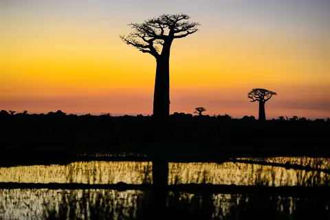 Madagaskar: madagascar, sunset, baobab, baobabs