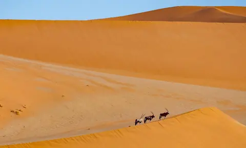 Namibië: desert, dunes, antelope, animals