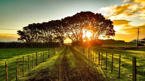 Nieuw-Zeeland: new zealand, silhouettes, field, meadow
