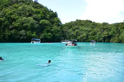 Palau: dolphin, palau, beach, dolphin watching